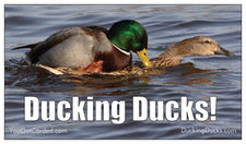 DuckingDucks.com
