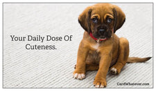 AnimalWhatever.com spinoff: Kevin The Puppy?!?