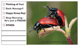 Ladybug Love! (Multiple Choice Cards!)