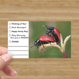 Ladybug Love! (Multiple Choice Cards!)