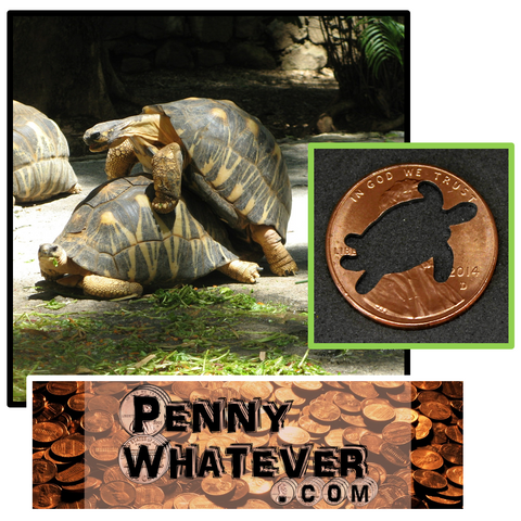 Turtle Penny! ("Whatever Pennies" from PennyWhatever.com) Full Disclosure: We don't know the difference between Turtles & Tortoises)