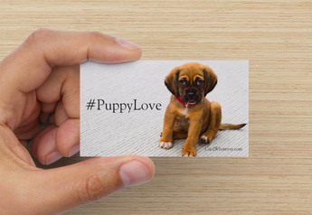 Puppy Love
