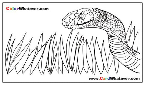 Coloring Cards! (Snake in the Grass)